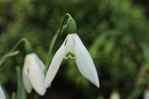 Galanthus Mrs Macnamara