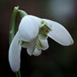 double snowdrop sorted