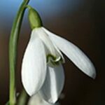 Snowdrops in the green