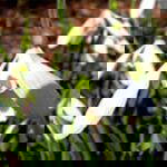 single snowdrop unsorted