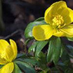 winter aconites