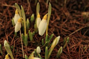 Galanthus nivalis  (Sandersii Group) ex Lowick