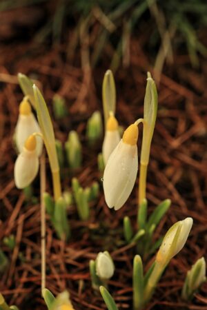 Galanthus nivalis  (Sandersii Group) ex Lowick - Image 4