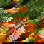 cambo garden flowers