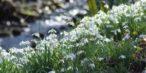 cambo snowdrops