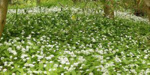 cambo wild garlic