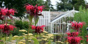 contact cambo gardens