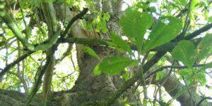 family activities at cambo