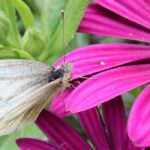 moth on flower