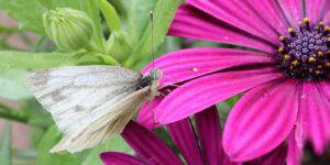 moth on flower