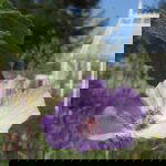 purple flower next to green house