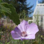 purple flower next to green house