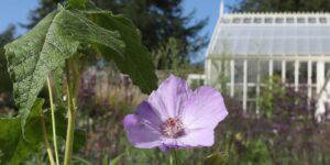 purple flower next to green house