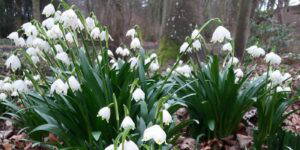 snowdrop shop at cambo gardens