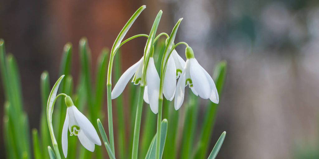 snowdrop shop cambo gardens