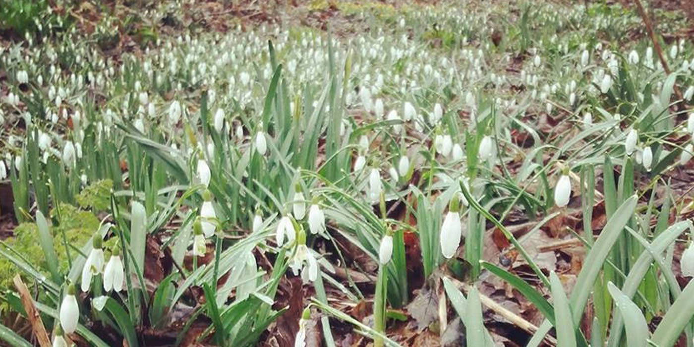 snowdrops in spring