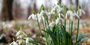 snowdrops in the green by cambo