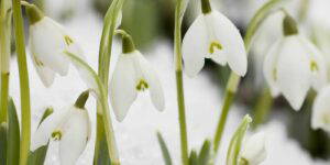 snowdrops online from cambo