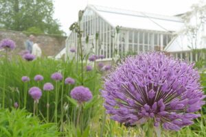 Film from the garden- growing flowers for cutting