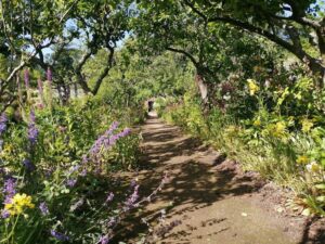 Spring flower festival - walled garden walk