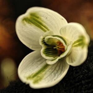 Galanthus Trumps