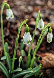 Virtual snowdrop festival - Specialist varieties with Lady Erskine