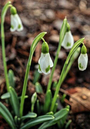 Galanthus plicatus 'Trym Seedling'
