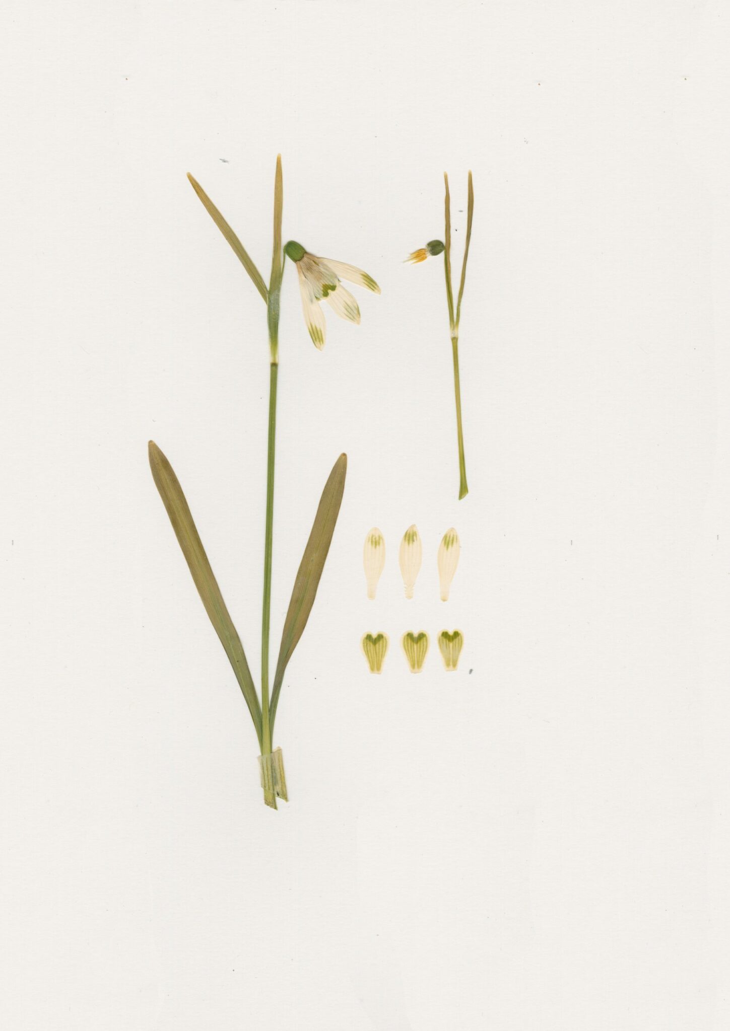 Virtual snowdrop festival - Cambo herbarium