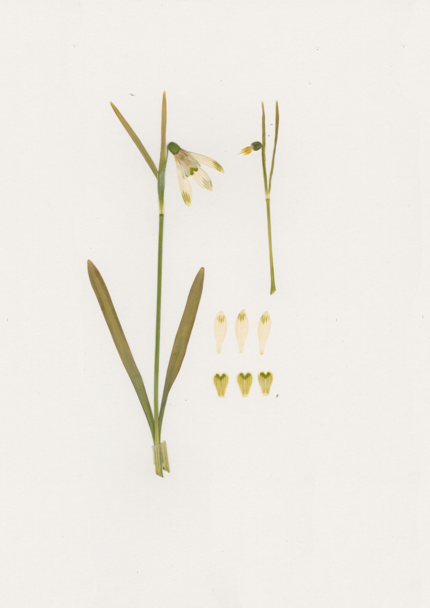 Virtual snowdrop festival - Cambo herbarium