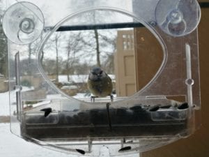 Window bird feeder