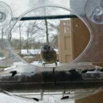 Window bird feeder