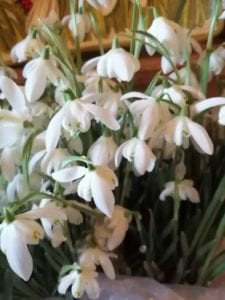 Virtual snowdrop festival - collecting snowdrops