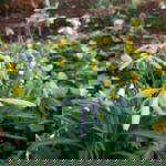 Heralds of Spring - Doubles, Snowflakes and Aconites