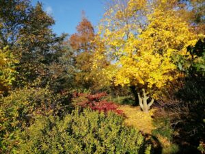 Virtual snowdrop festival - winter garden tour