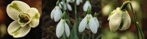 Virtual snowdrop festival - all about snowdrops