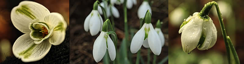 specialist snowdrops