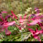 Nerine Bowdenii - Bowden Lily. 3 Medium bulbs