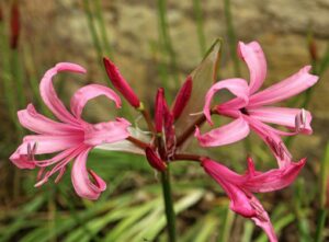 Nerine Bowdenii - Bowden Lily. 3 Medium bulbs