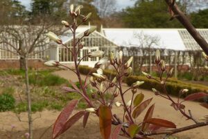 Spring flower festival - Glasshouse tour with Shelley 