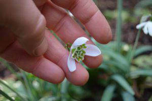Galanthus ‘Desdemona’ - Image 3