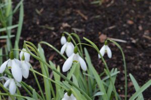 Galanthus ‘Galatea’ - Image 3