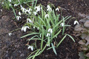 Galanthus ‘Galatea’