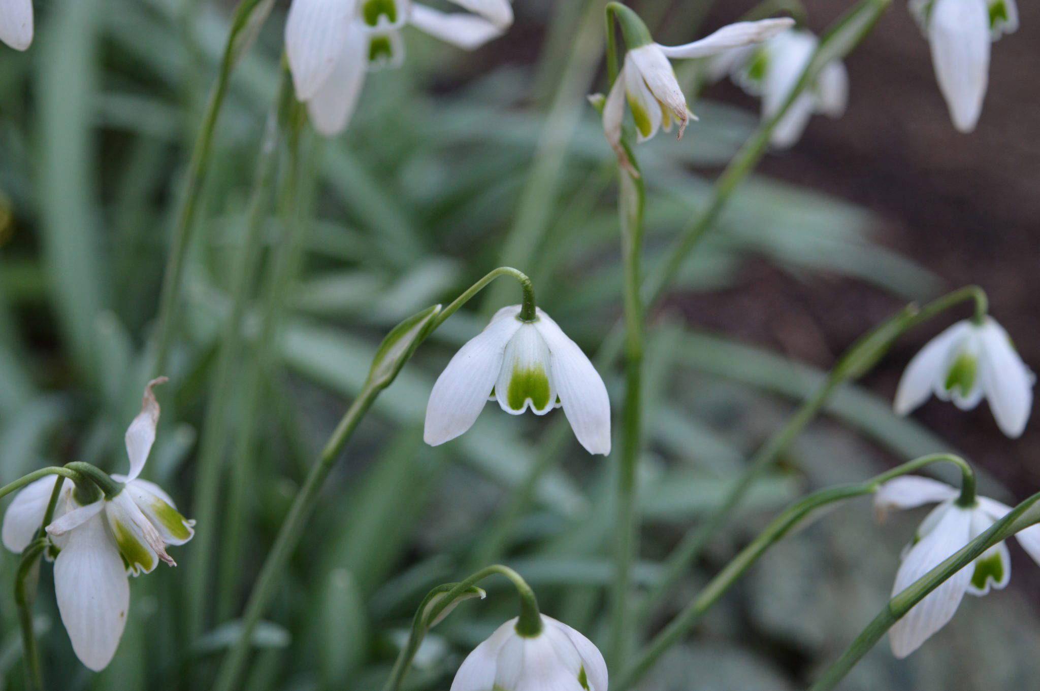 Galanthus ‘Hippolyta’ | Cambo Gardens