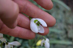 Galanthus ‘Hippolyta’ - Image 3