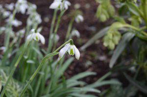 Galanthus ‘Jacquenetta’ - Image 3