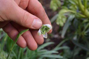 Galanthus ‘Jacquenetta’ - Image 4