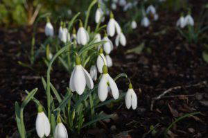 Galanthus 'Magnet'