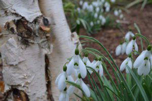 Galanthus 'Magnet' - Image 3