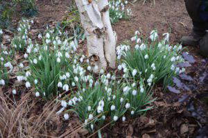 Galanthus 'Magnet' - Image 4