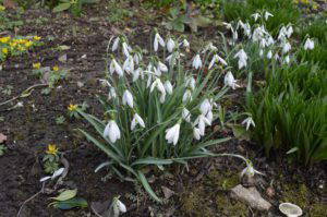 Galanthus 'Aitkinsii'